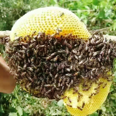 石臺蜂蜜
