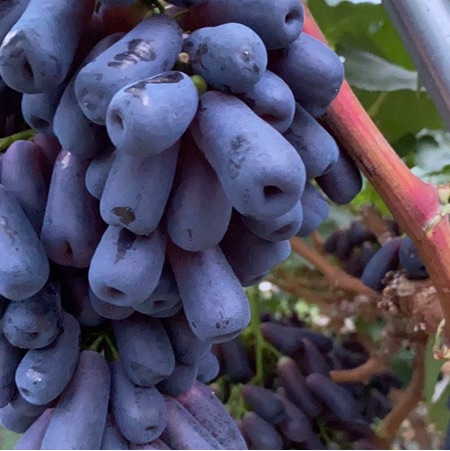 [供]涼山西昌葡萄，甜蜜藍寶石顏色快上好了，快到采摘期了
